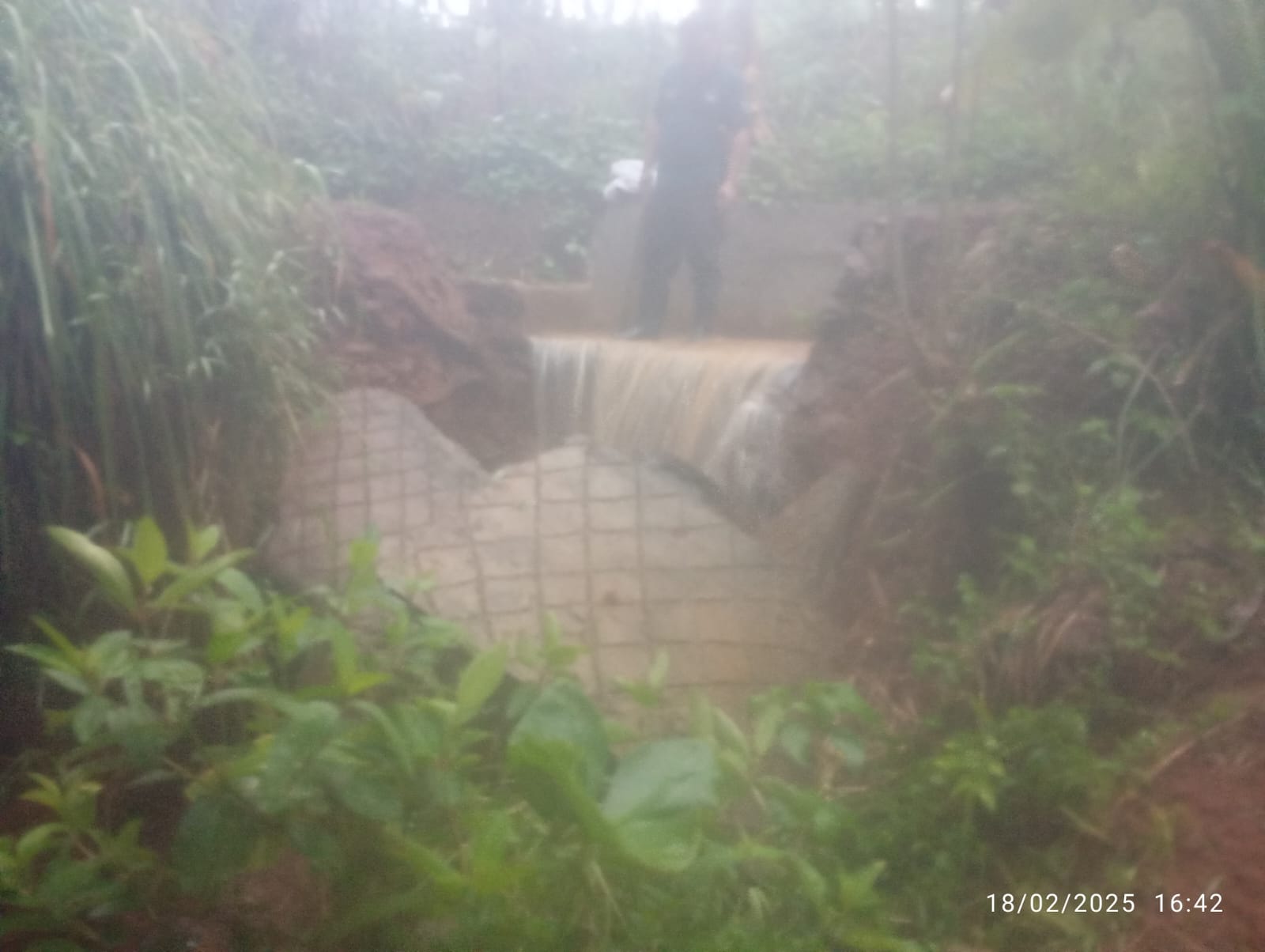 CIKEMBANG IKUT MENGERANG